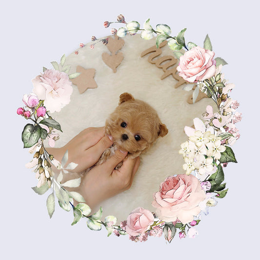 Mini Maltipoo-Apollo (Singapore shipping fee included)