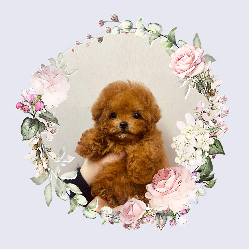 Tiny poodle for sale-dubu