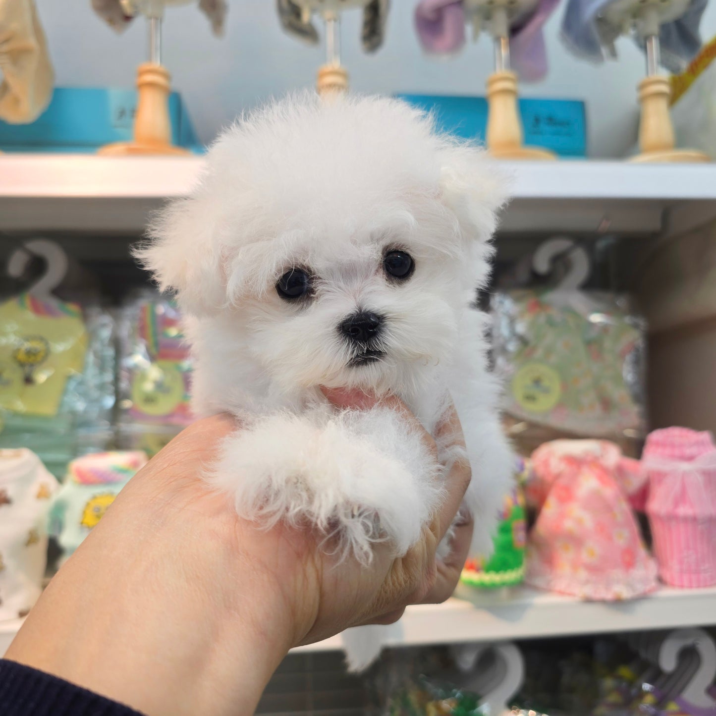 Mini Bichon Frise for sale-Youngsuk