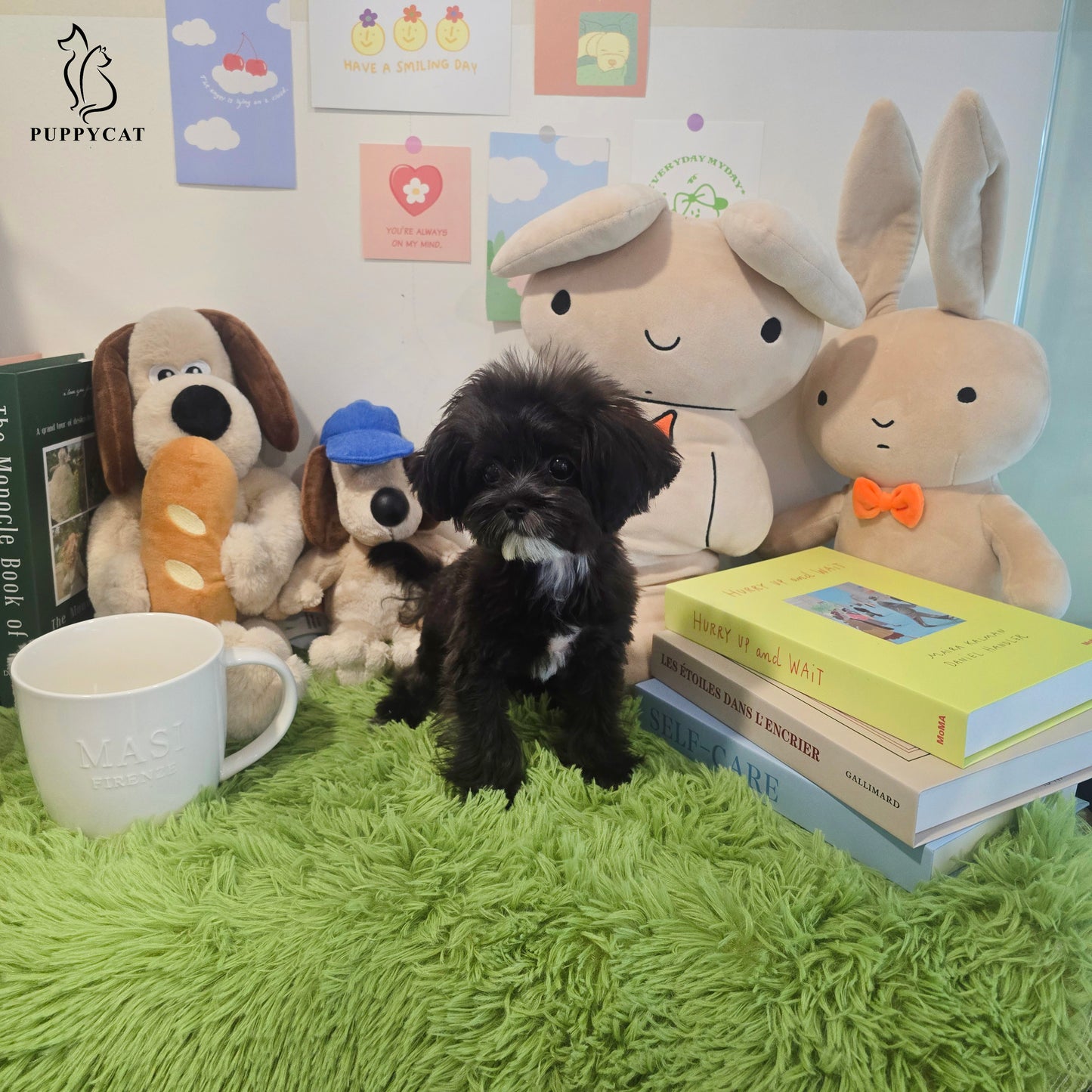 Mini Maltipoo for sale-Burch
