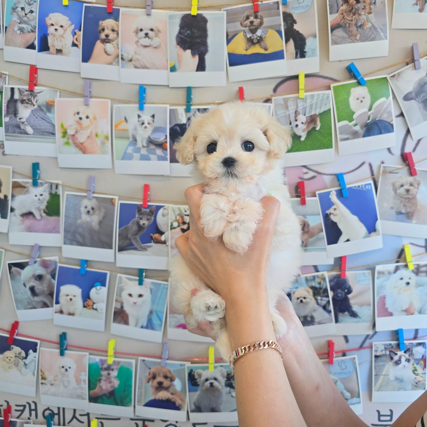 Mini Maltipoo for sale-Puding