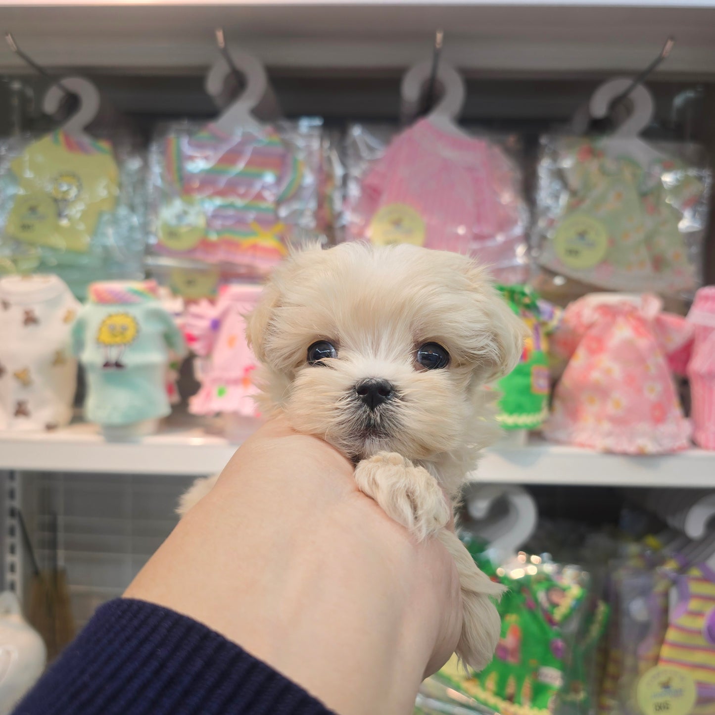 Mini Maltipoo for sale-Jeulme