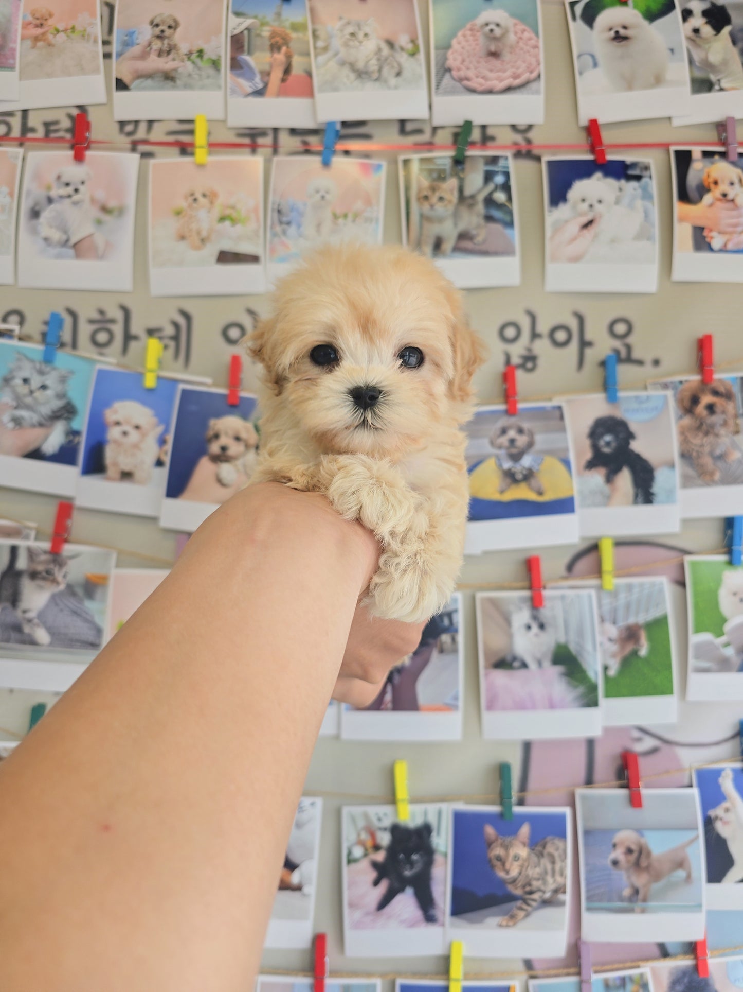 Mini Maltipoo- Cookie (Singapore shipping fee included)