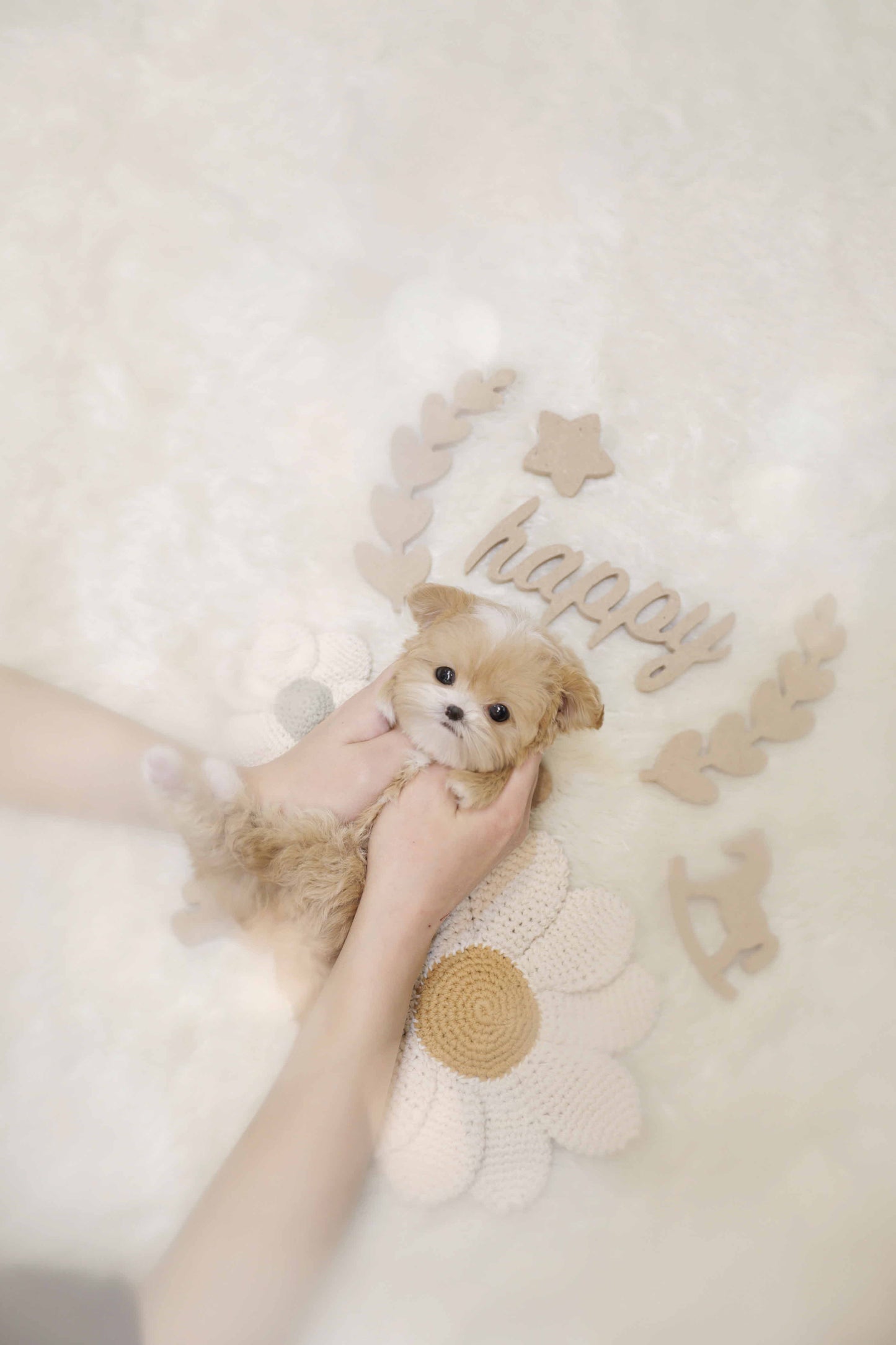 Mini Maltipoo-Colette (Singapore shipping fee included)