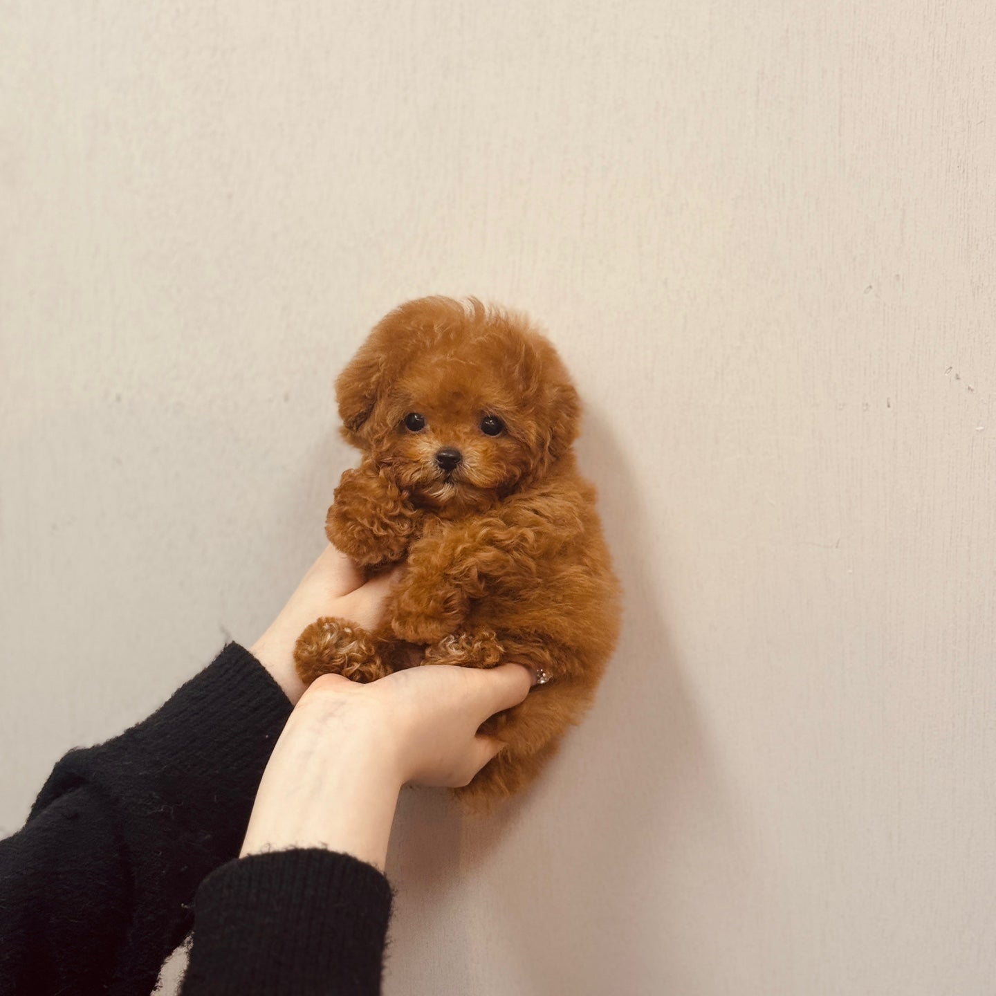 Tiny poodle- DUBU (Singapore shipping fee included)