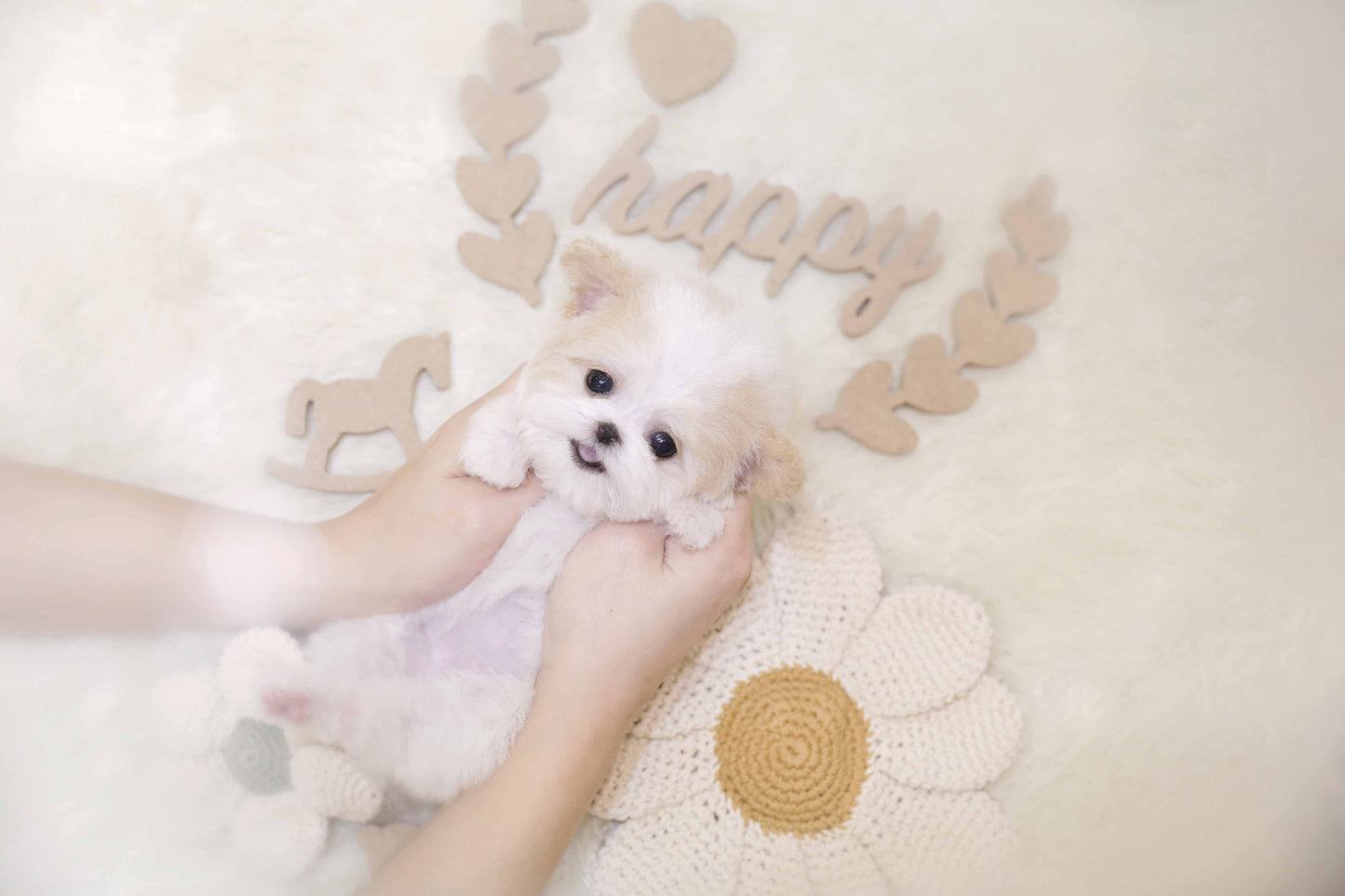 Toy poodle-Harper (Singapore shipping fee included)