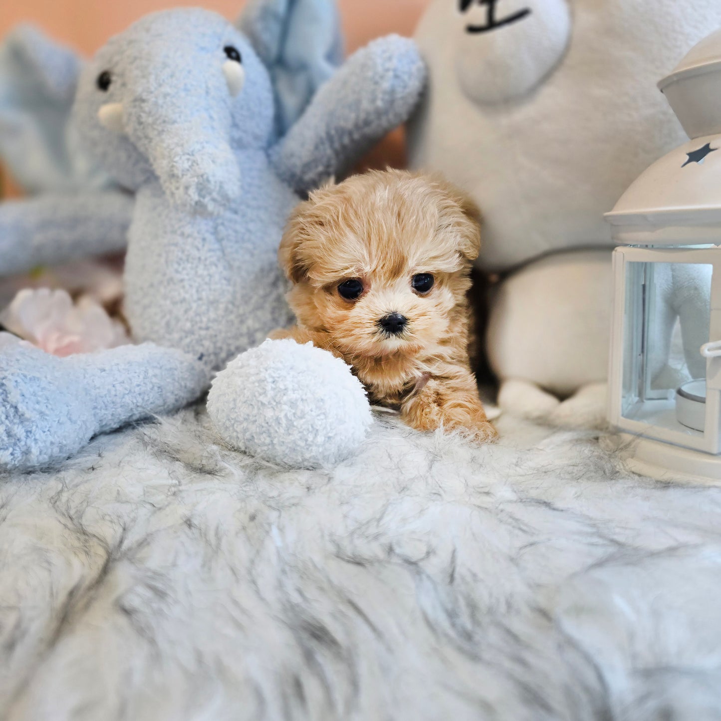 Mini Maltipoo- LOOPY (Singapore shipping fee included)