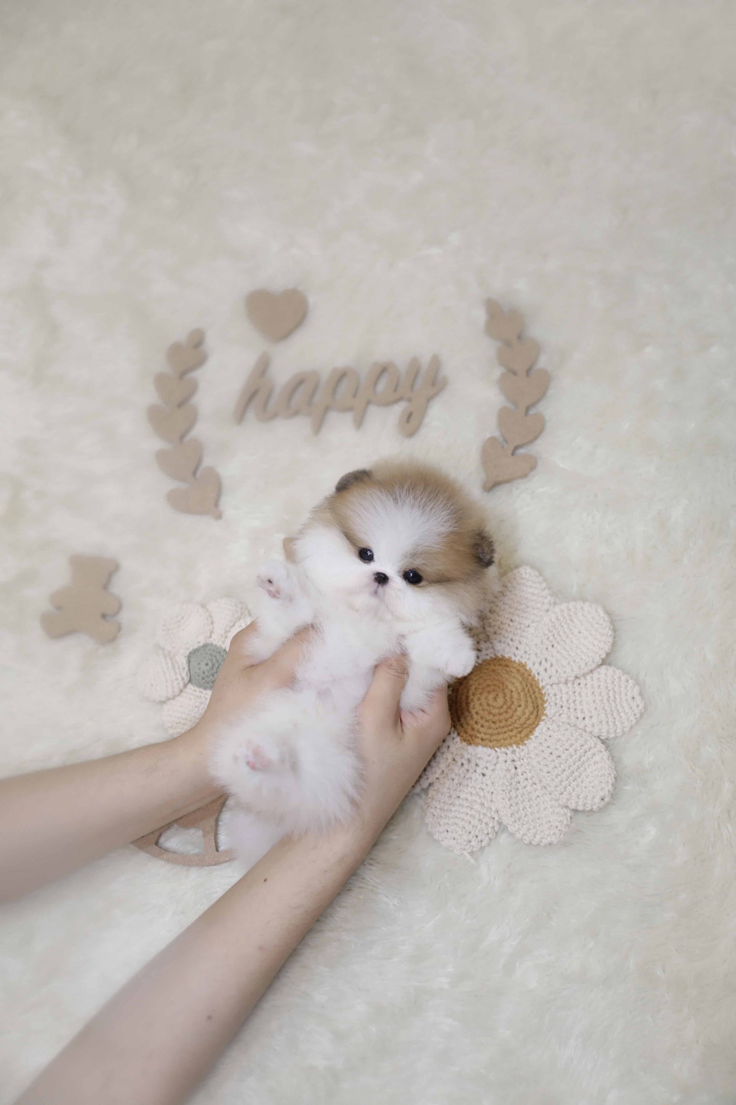 Pomeranian-Blue (Singapore shipping fee included)