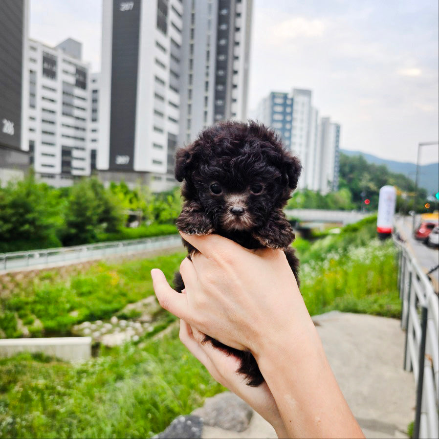 Tiny poodle- Tiana (Singapore shipping fee included)