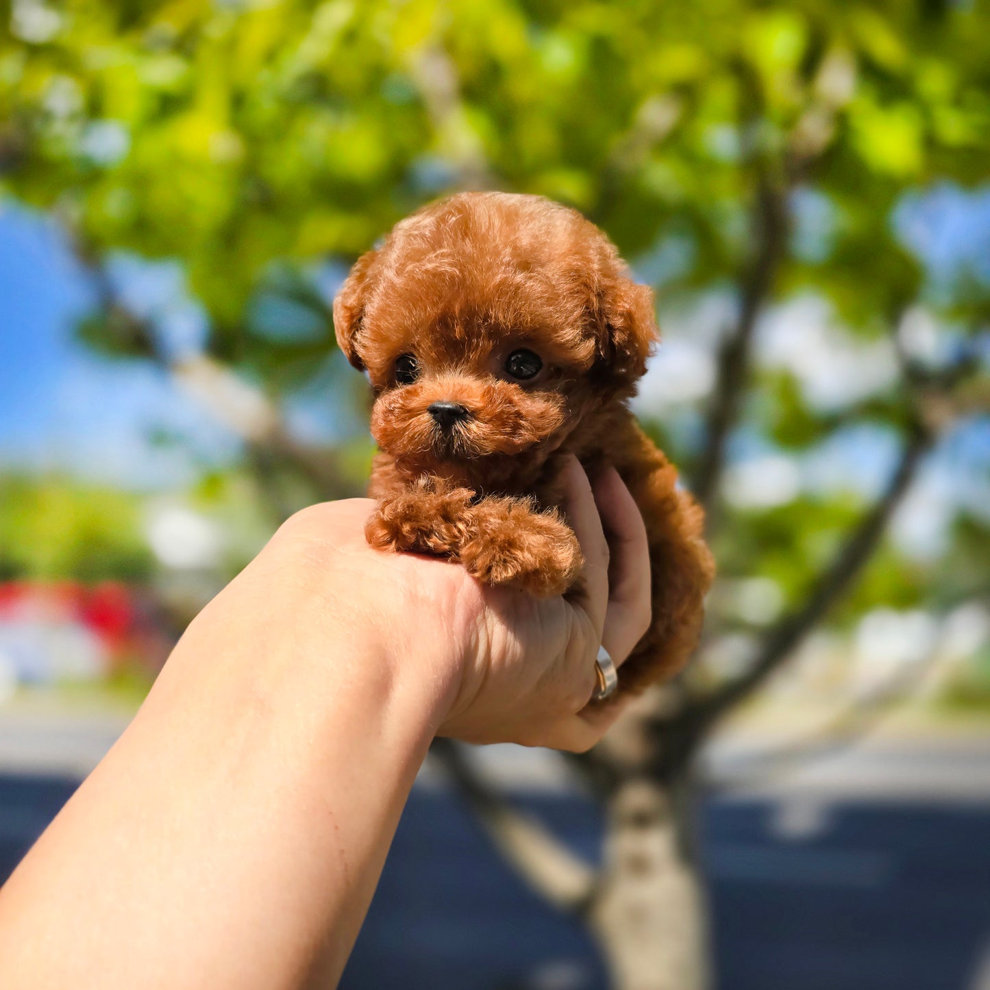 Toy poodle- Milo (Singapore shipping fee included)