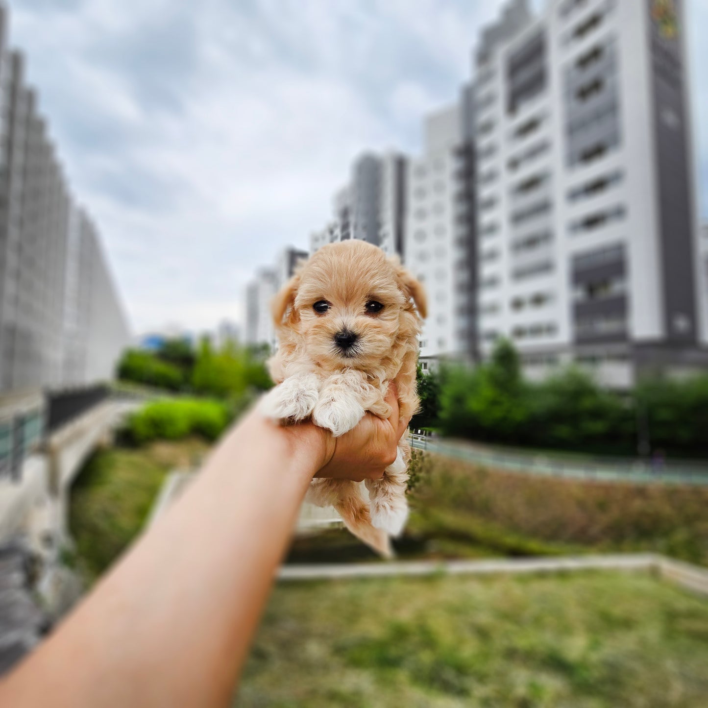 Mini Maltipoo- NATASHA (Singapore shipping fee included)