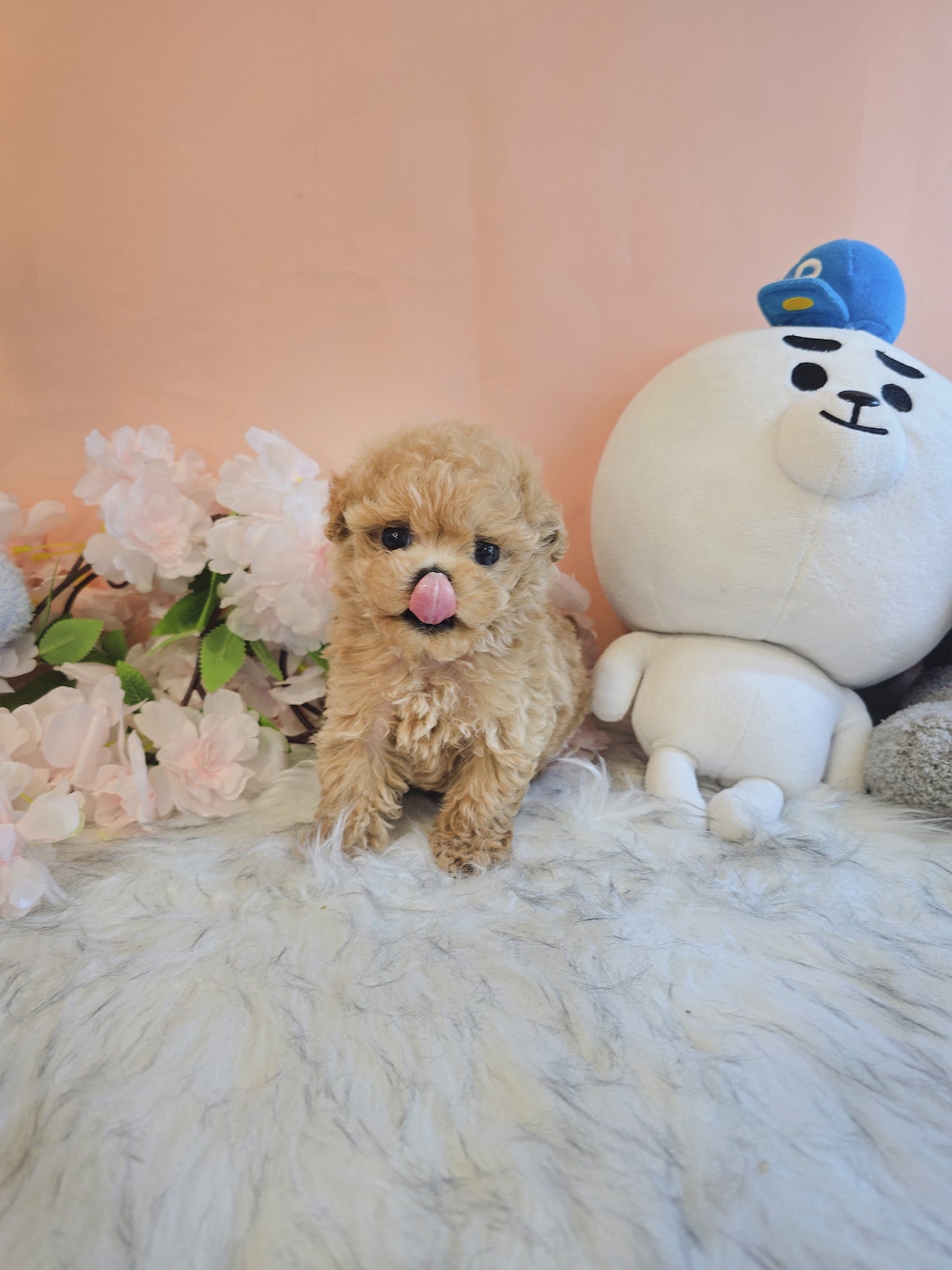 Toy poodle- Max (Singapore shipping fee included)