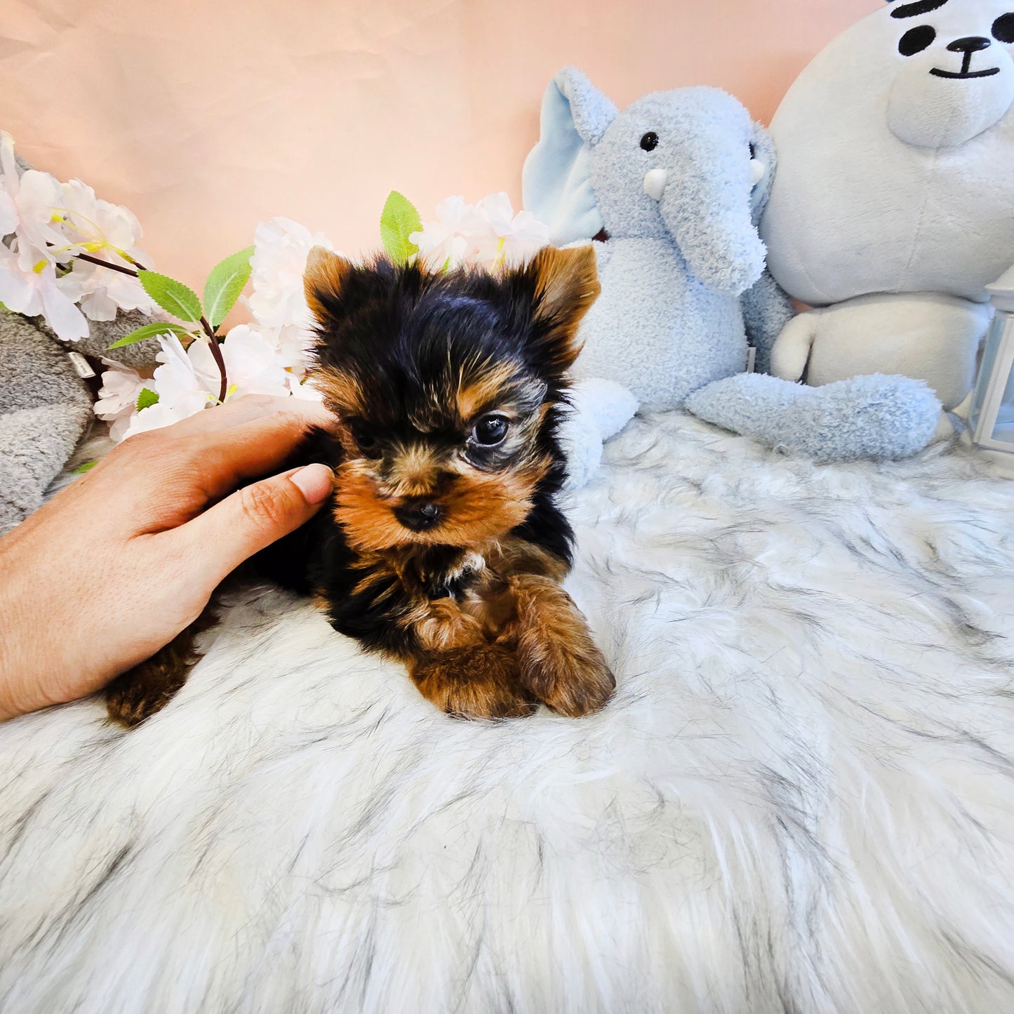 Yorkshire Terrier-Terry (Singapore shipping fee included)