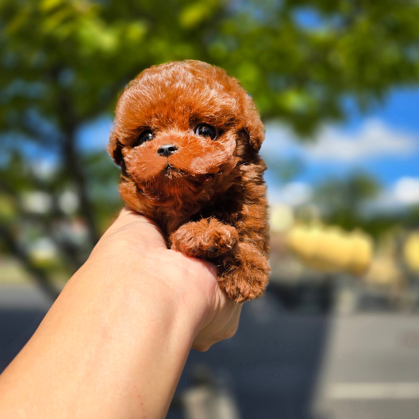 Tiny poodle- Teddy (Singapore shipping fee included)