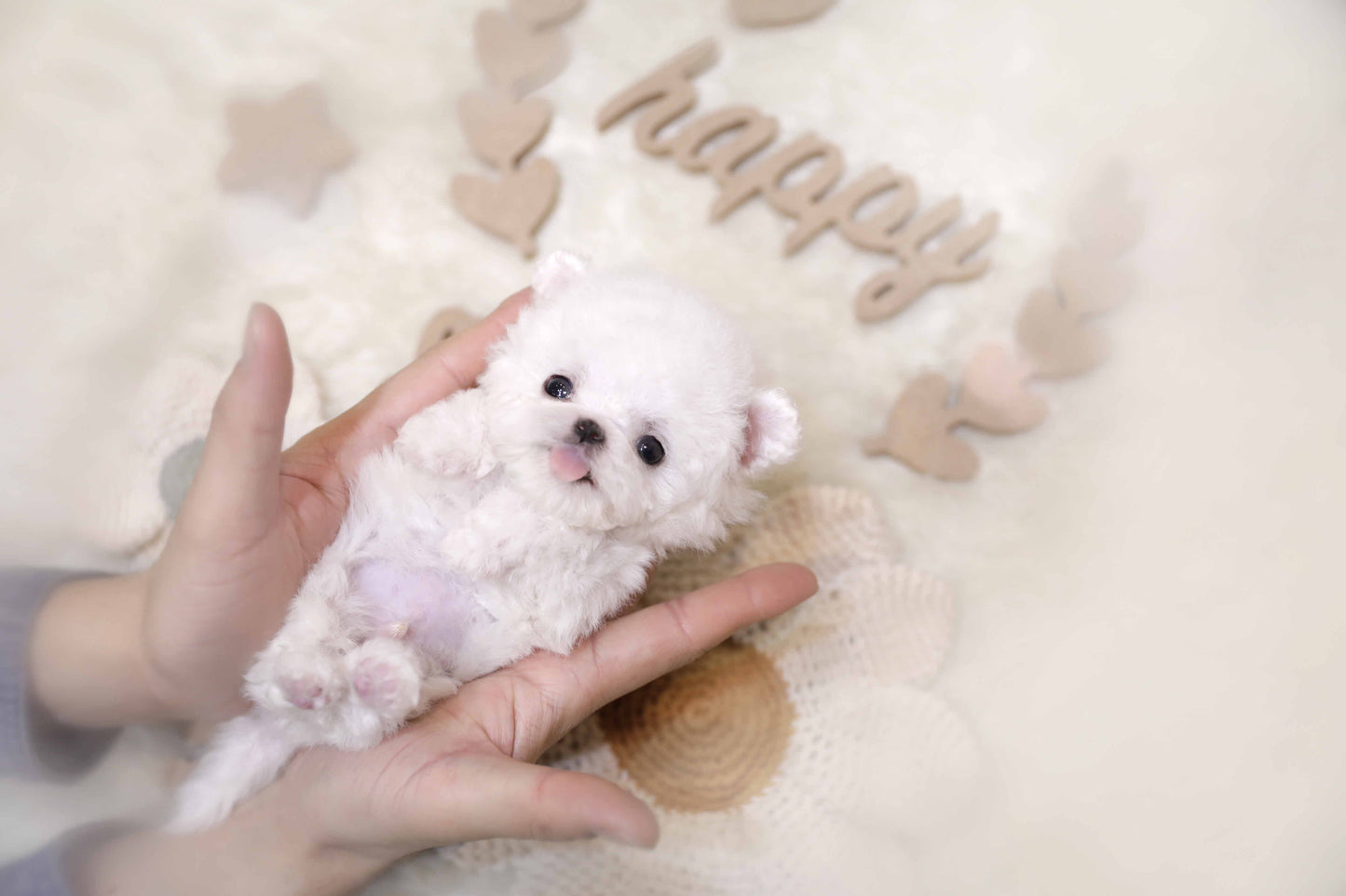 Mini Bichon Frise-Kitsch (Singapore shipping fee included)