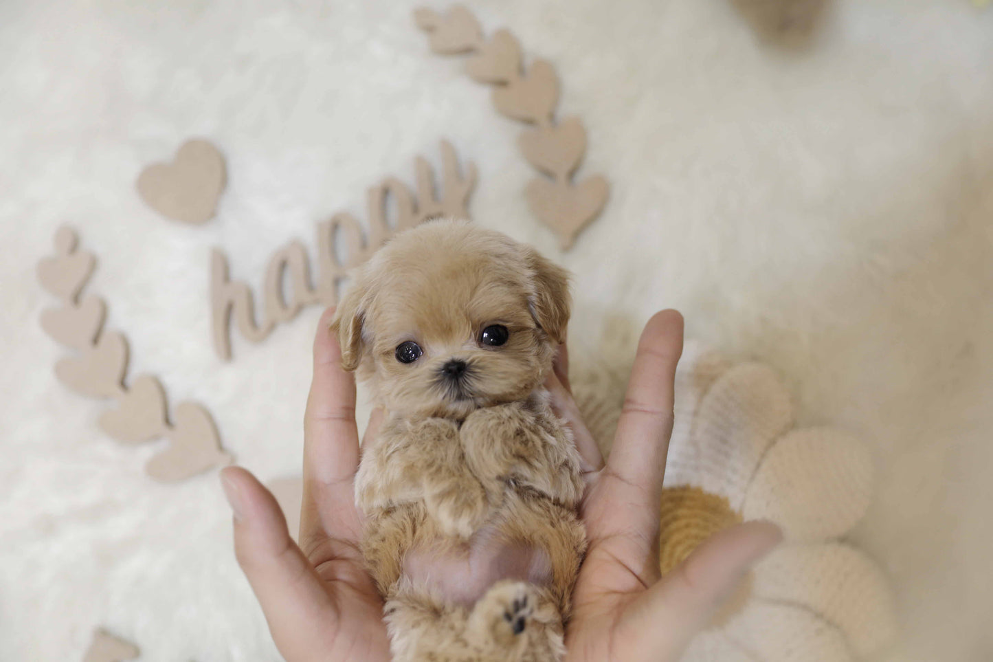 Mini Maltipoo-Marianne (Singapore shipping fee included)