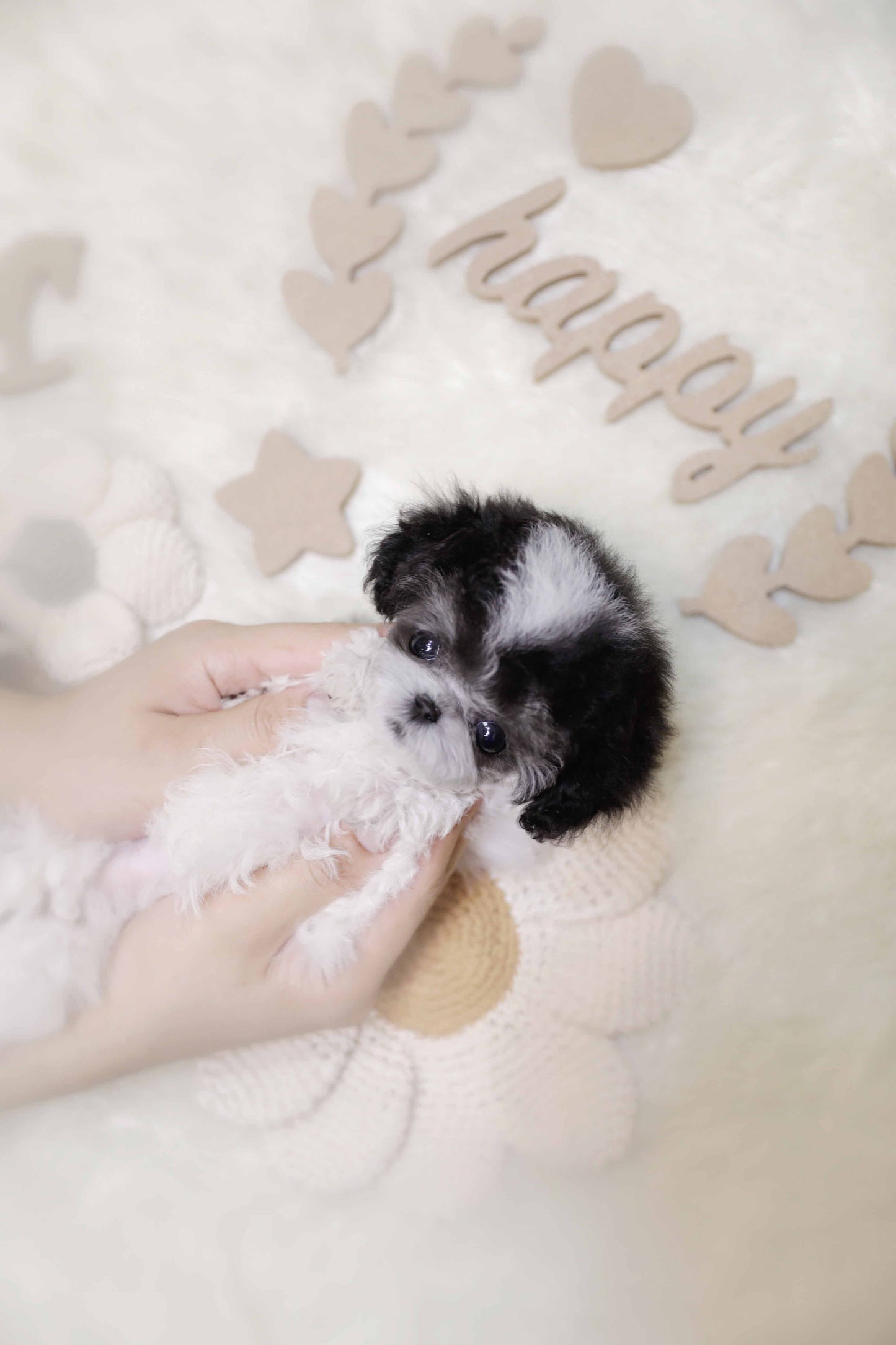 Tiny poodle for sale-Pero