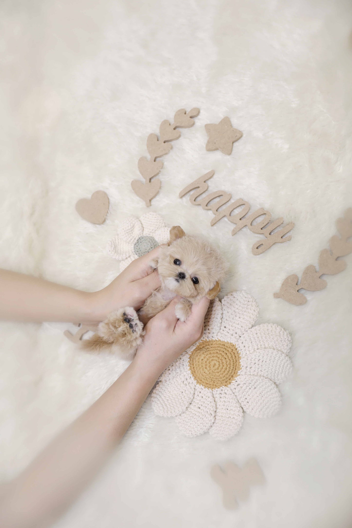 Mini Maltipoo-Nilah (Singapore shipping fee included)