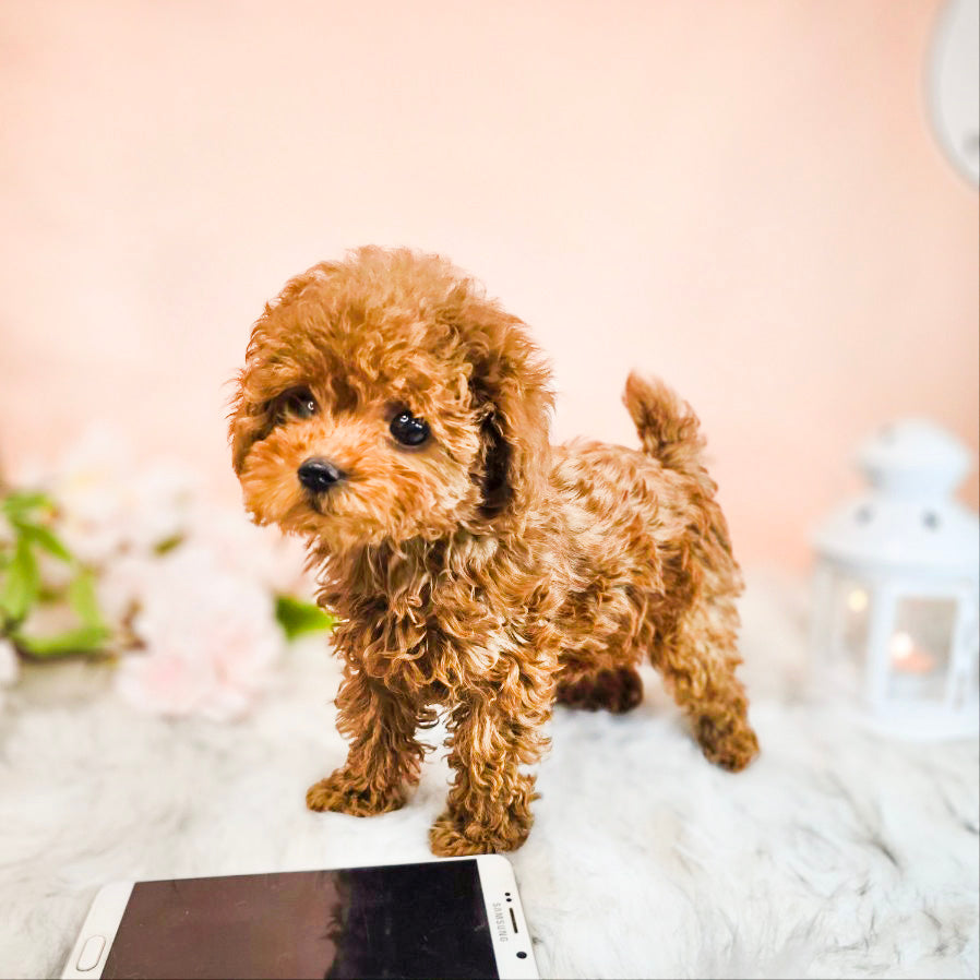 Toy poodle- MOCA (Singapore shipping fee included)