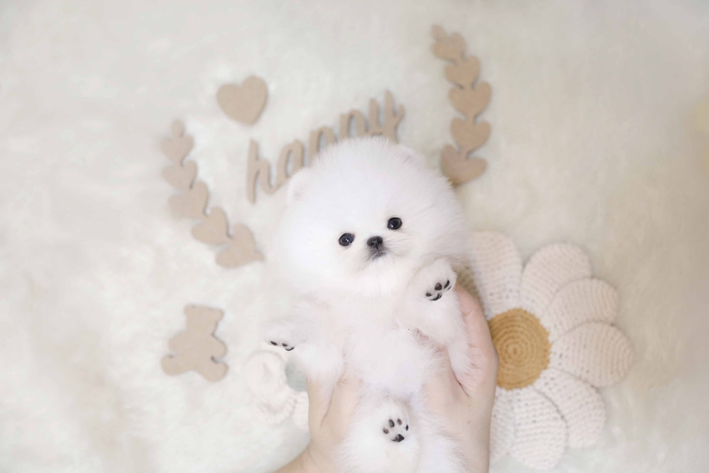 Pomeranian-Anne (Singapore shipping fee included)