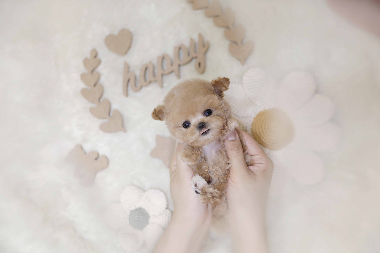 Toy poodle-Taco (Singapore shipping fee included)