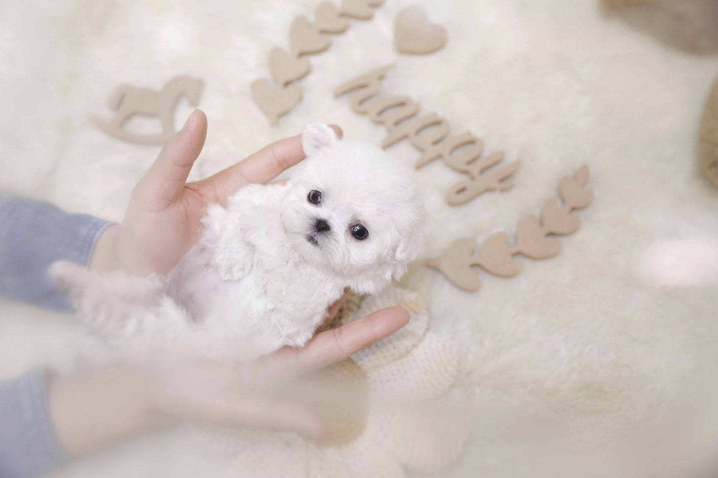 Mini Bichon Frise- Pucky (Singapore shipping fee included)