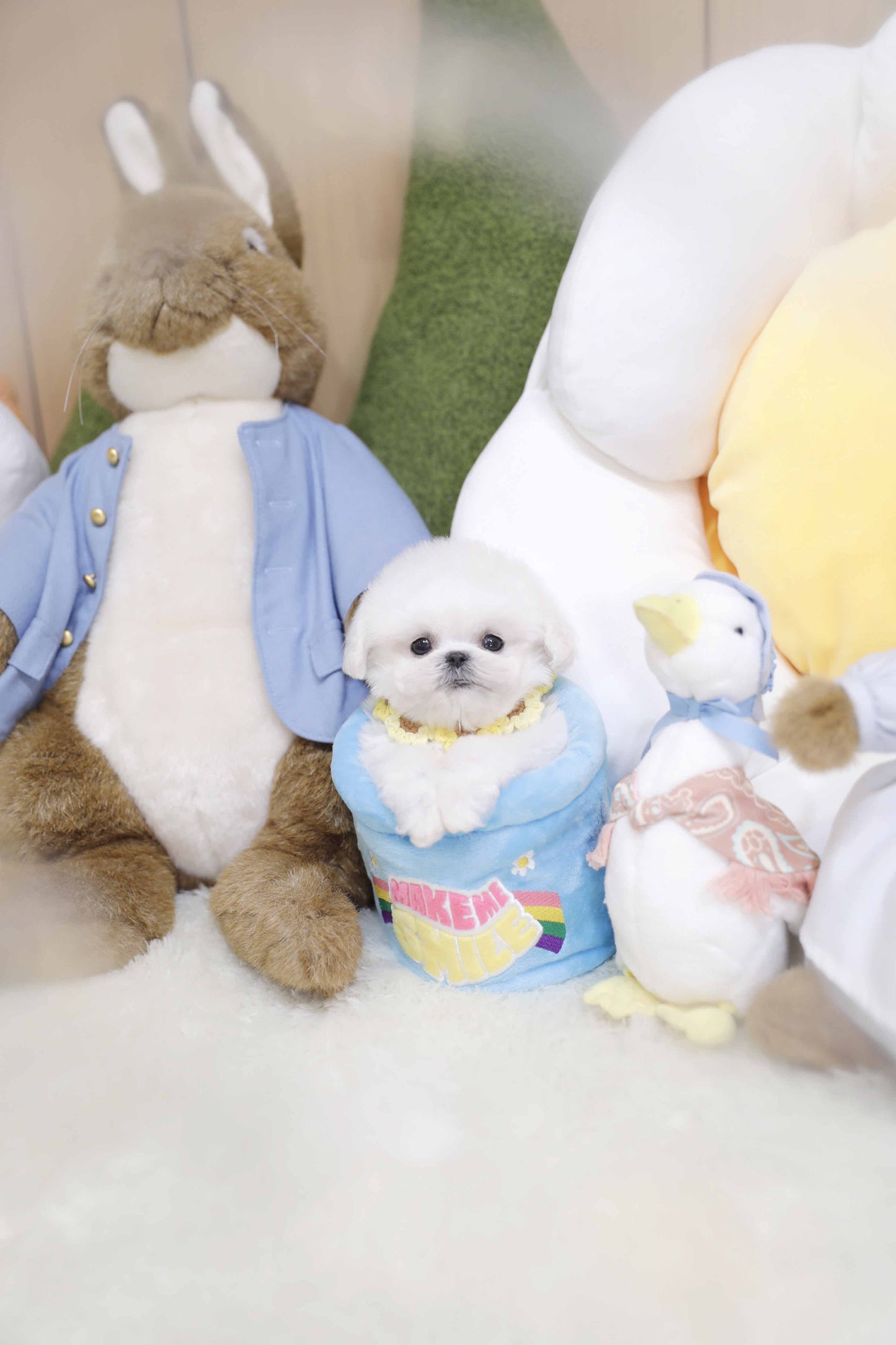 Mini Bichon Frise-Jeanne (Singapore shipping fee included)