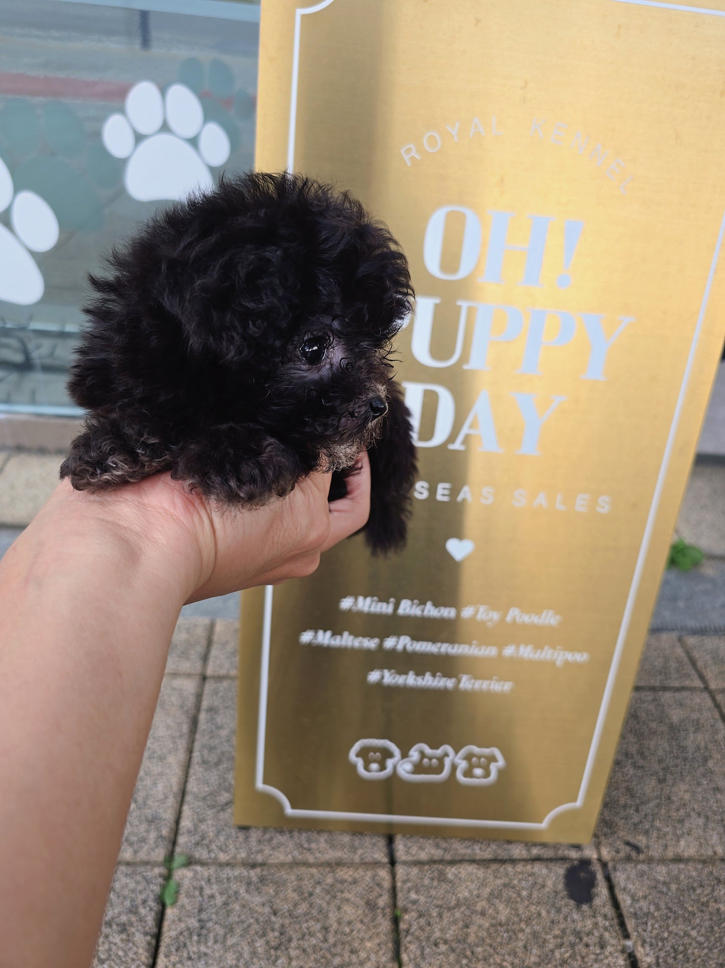 Toy poodle for sale-Buddy