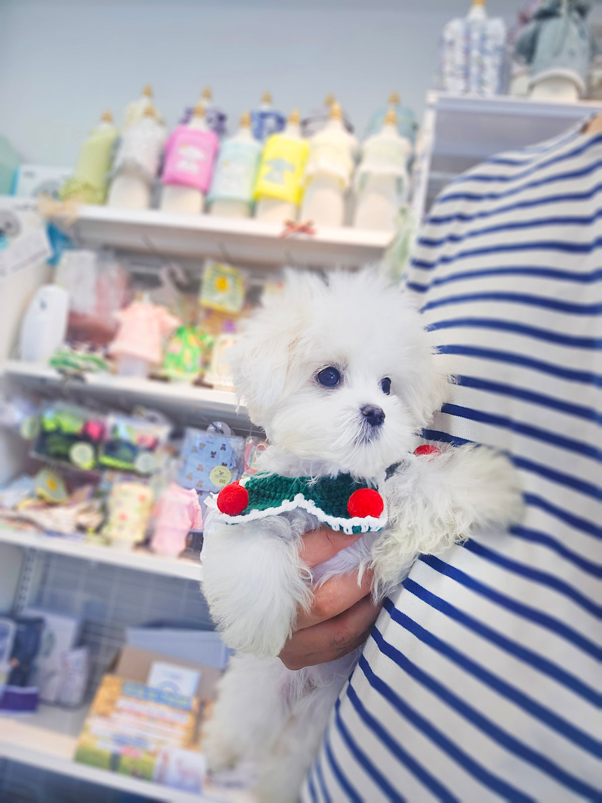 Maltipoo for sale-Gomsun