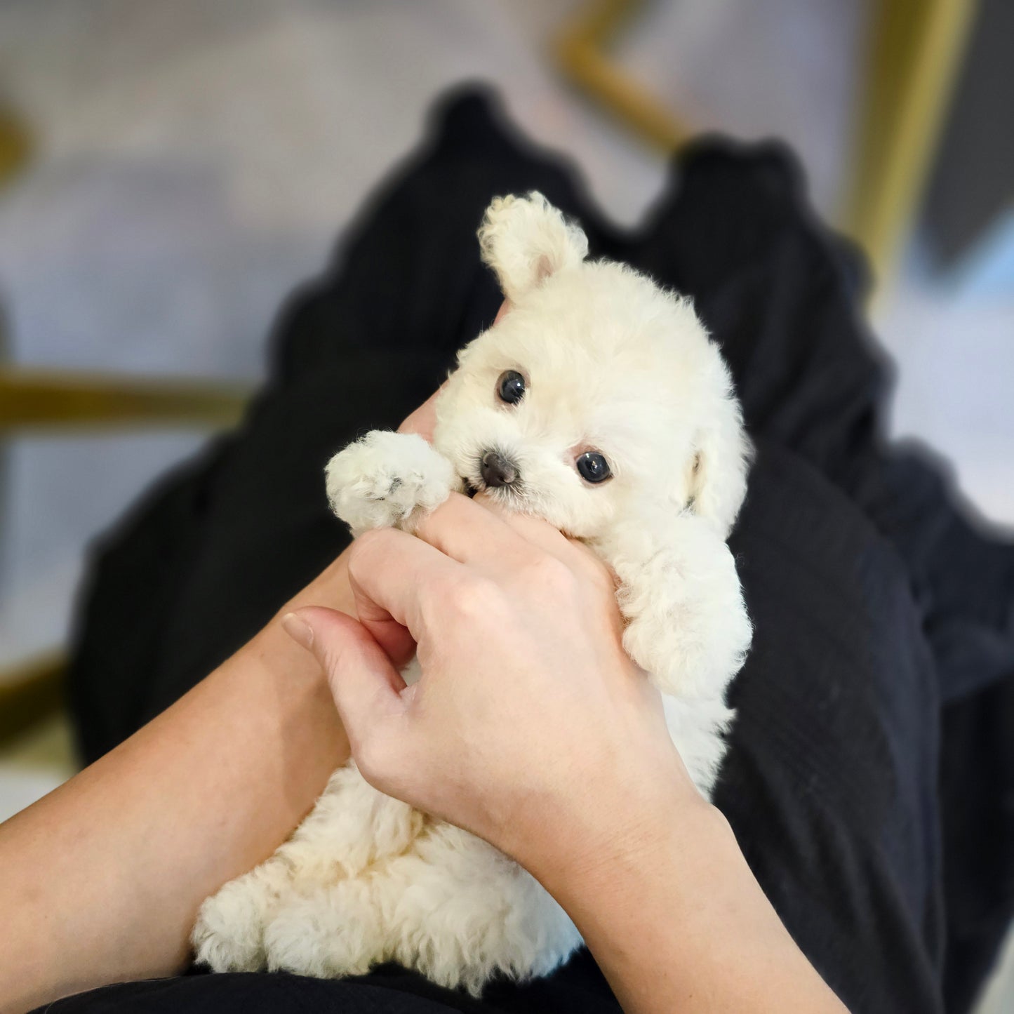 Mini Bichon Frise- MANGO (Singapore shipping fee included)