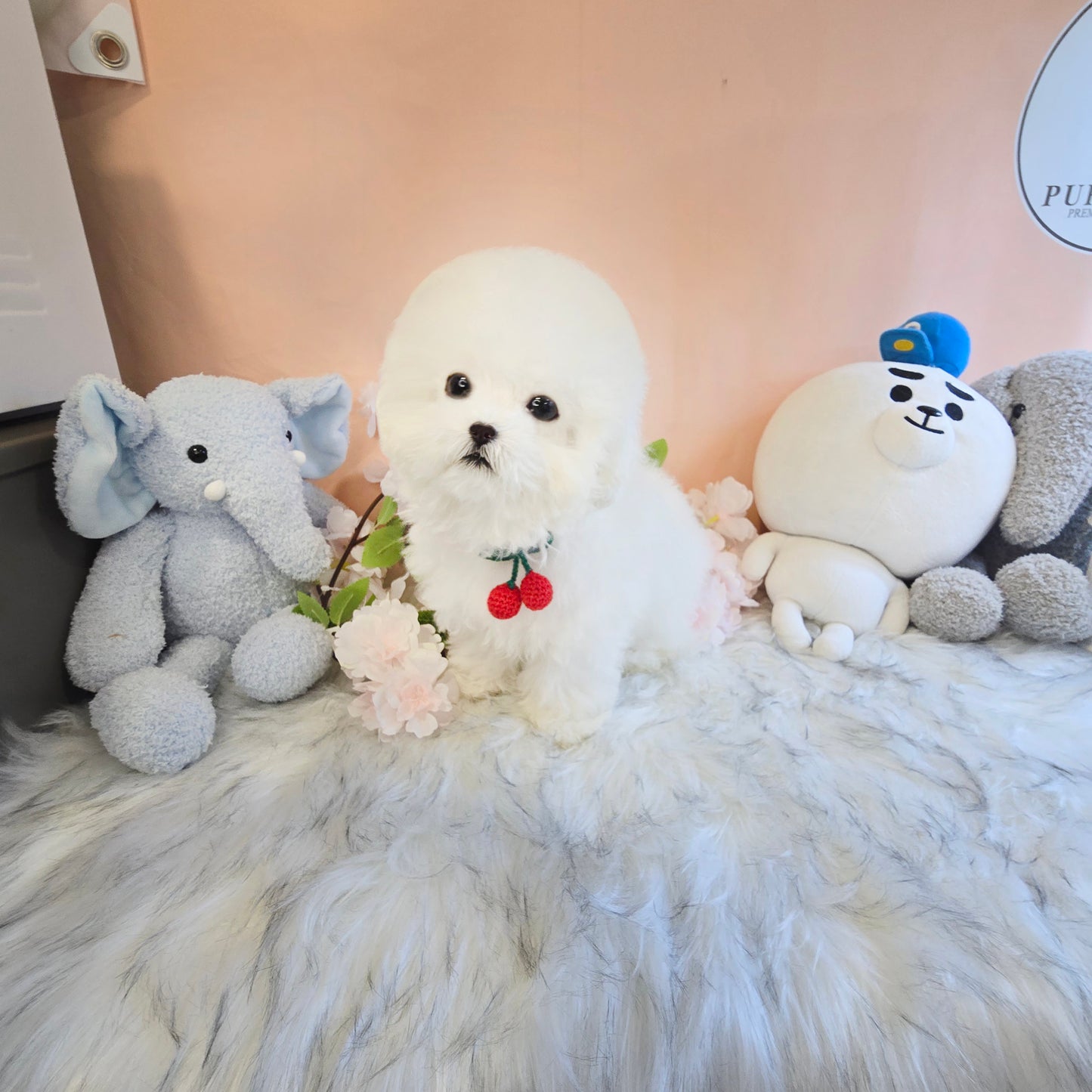 Mini Bichon - MANGO (Singapore shipping fee included)