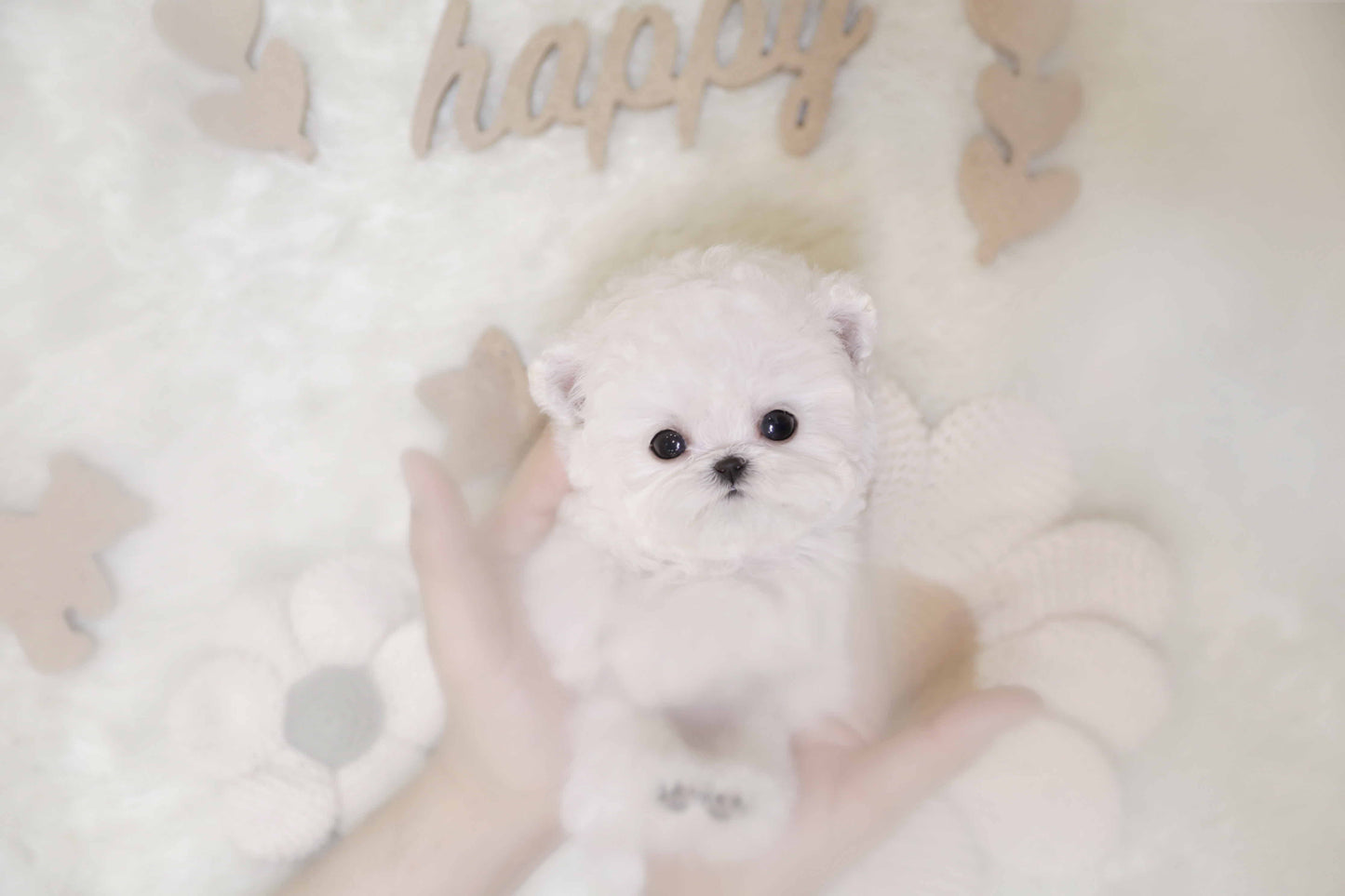 Mini Bichon Frise-Valentine (Singapore shipping fee included)