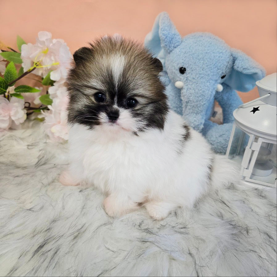 Pomeranian-Roy (Singapore shipping fee included)