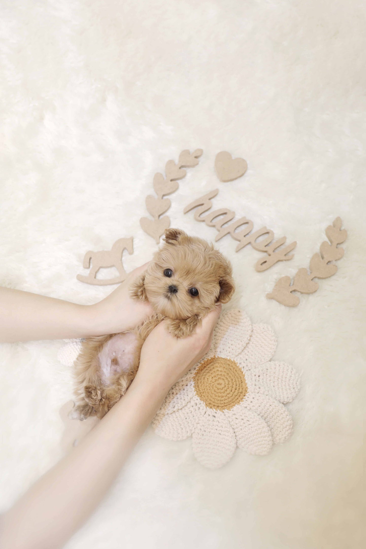 Mini Maltipoo-Nilo (Singapore shipping fee included)