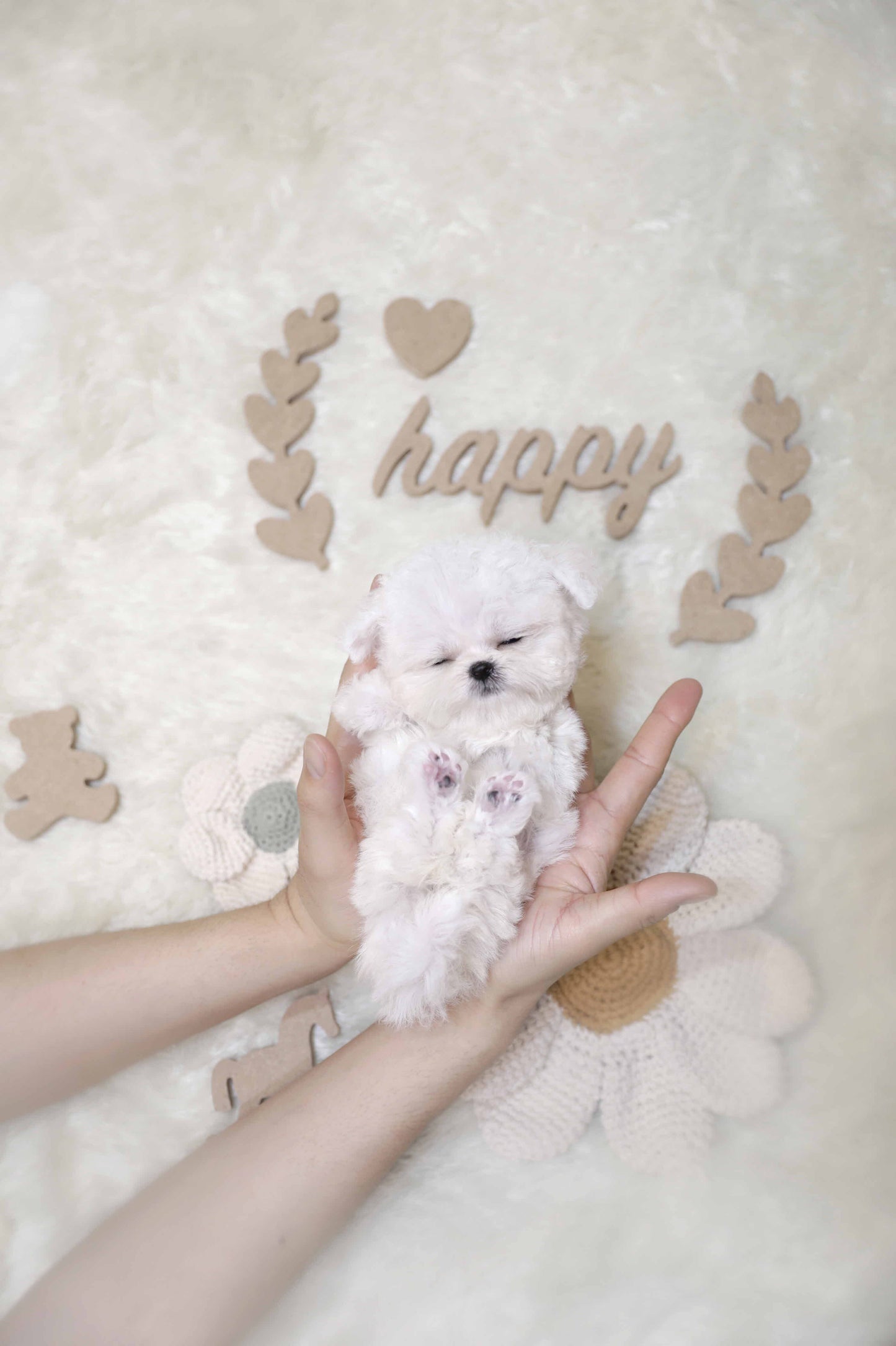 Mini Bichon Frise-Tiffany (Singapore shipping fee included)