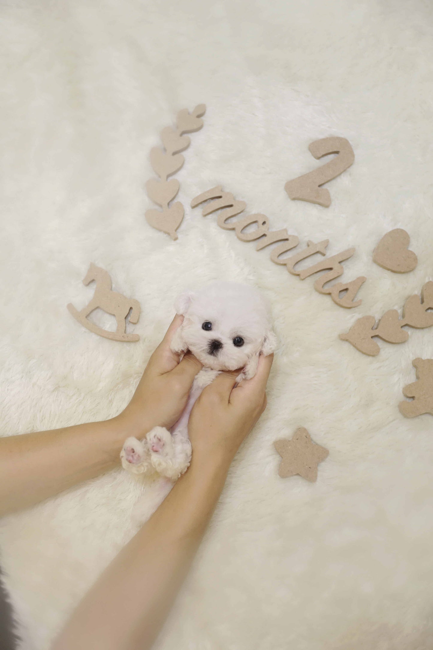 Mini Bichon Frise- Lyn (Singapore shipping fee included)