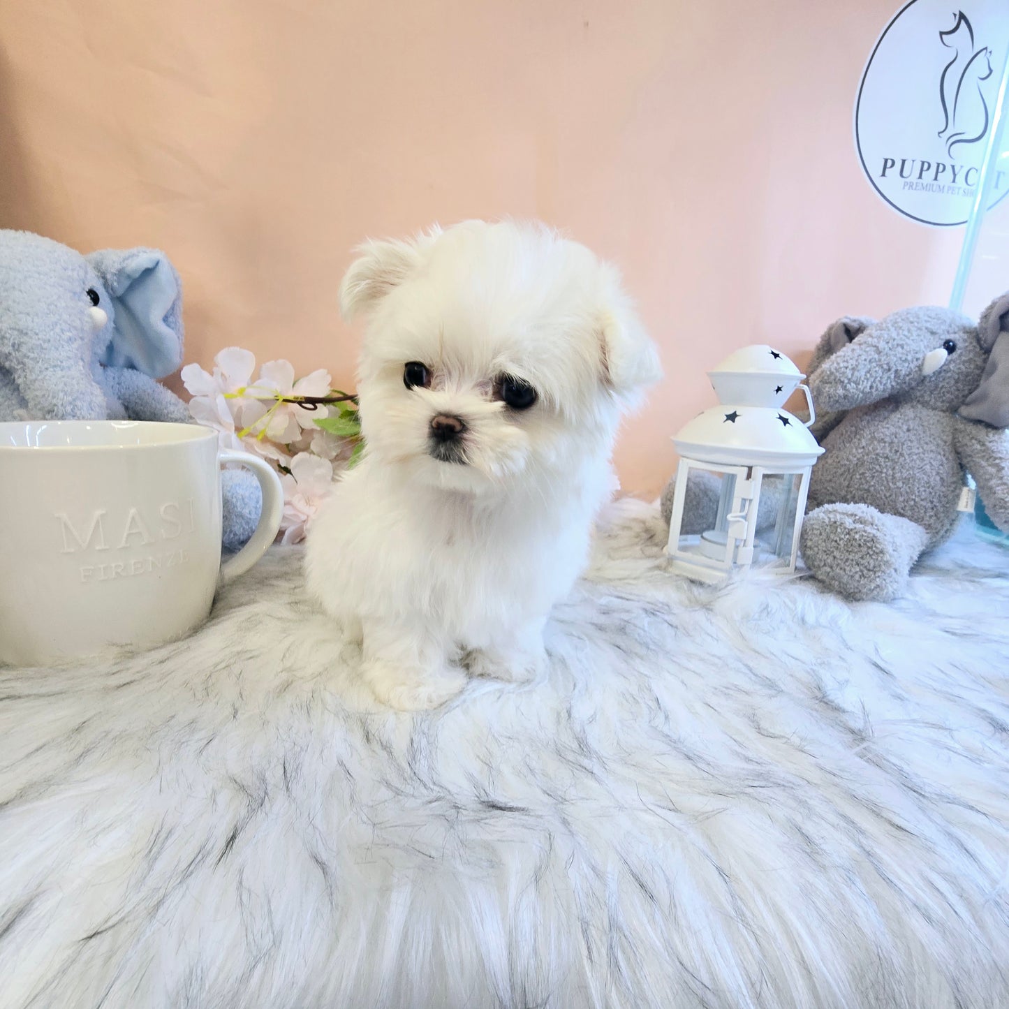 Mini Maltese for sale - Sasha