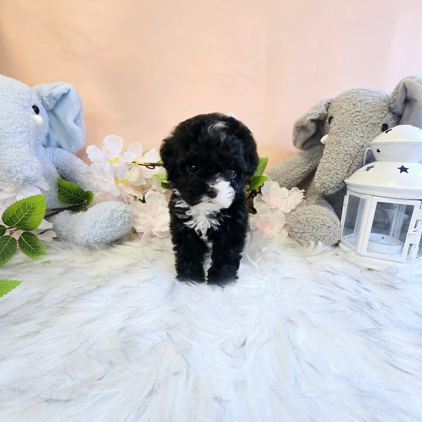 poodle- Bruno (Singapore shipping fee included)