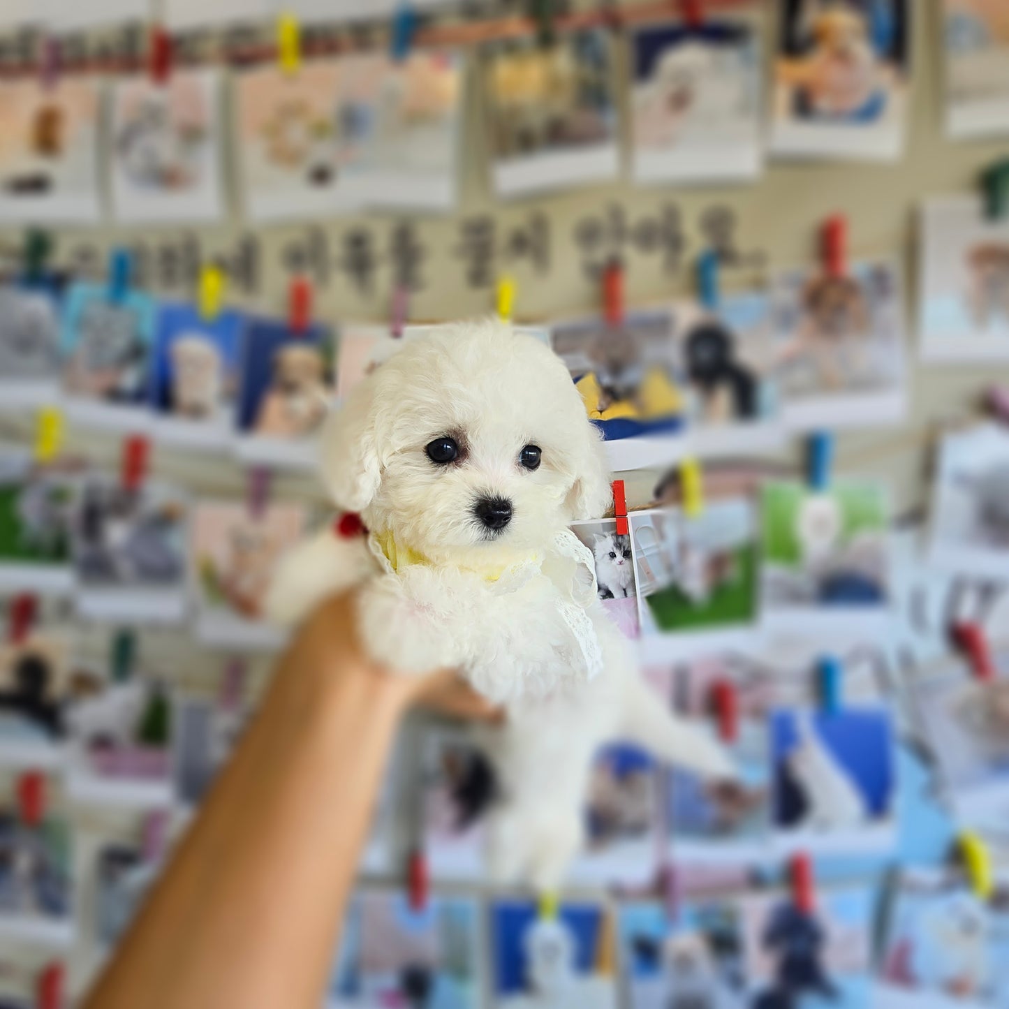 Mini Bichon Frise- GOME (Singapore shipping fee included)