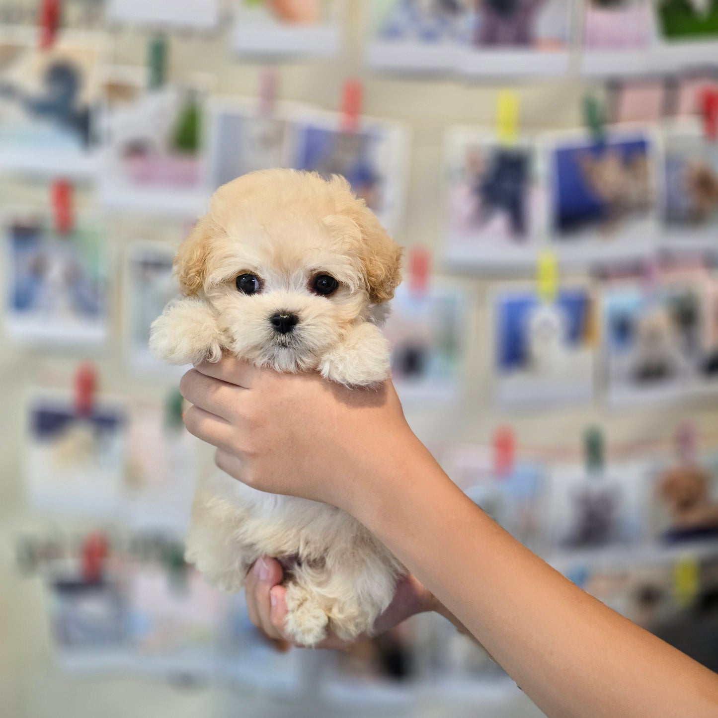 Mini Maltipoo- VIVI (Singapore shipping fee included)