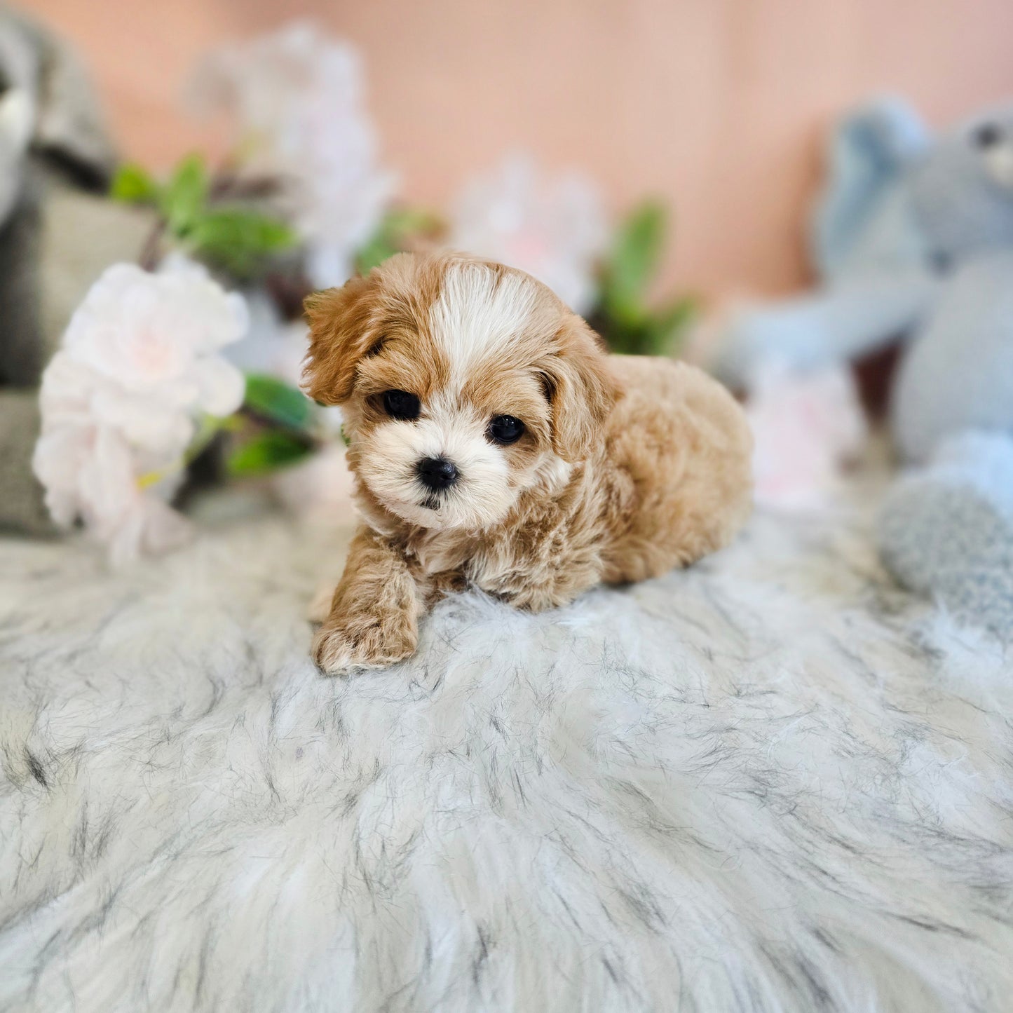 Mini Maltipoo- LUCY(Singapore shipping fee included)