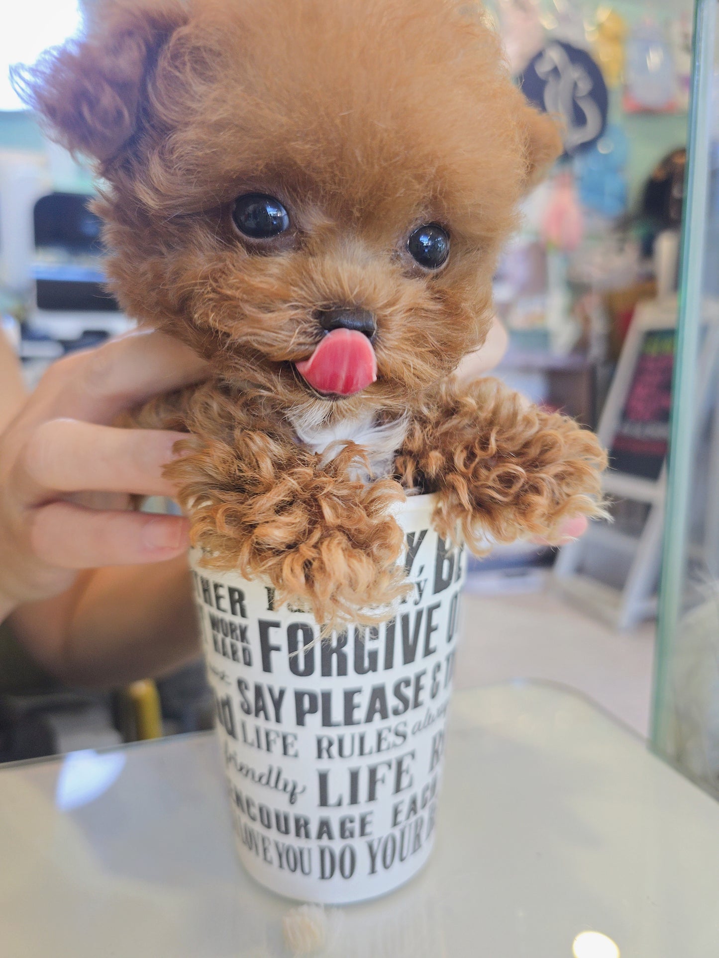 Toy poodle for sale-Toby