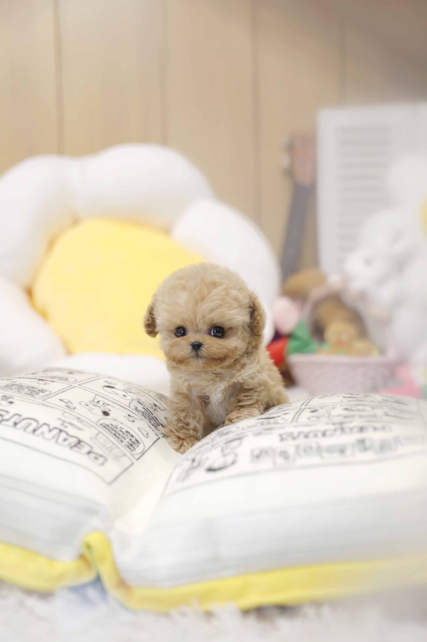 Tiny poodle- Rico (Singapore shipping fee included)