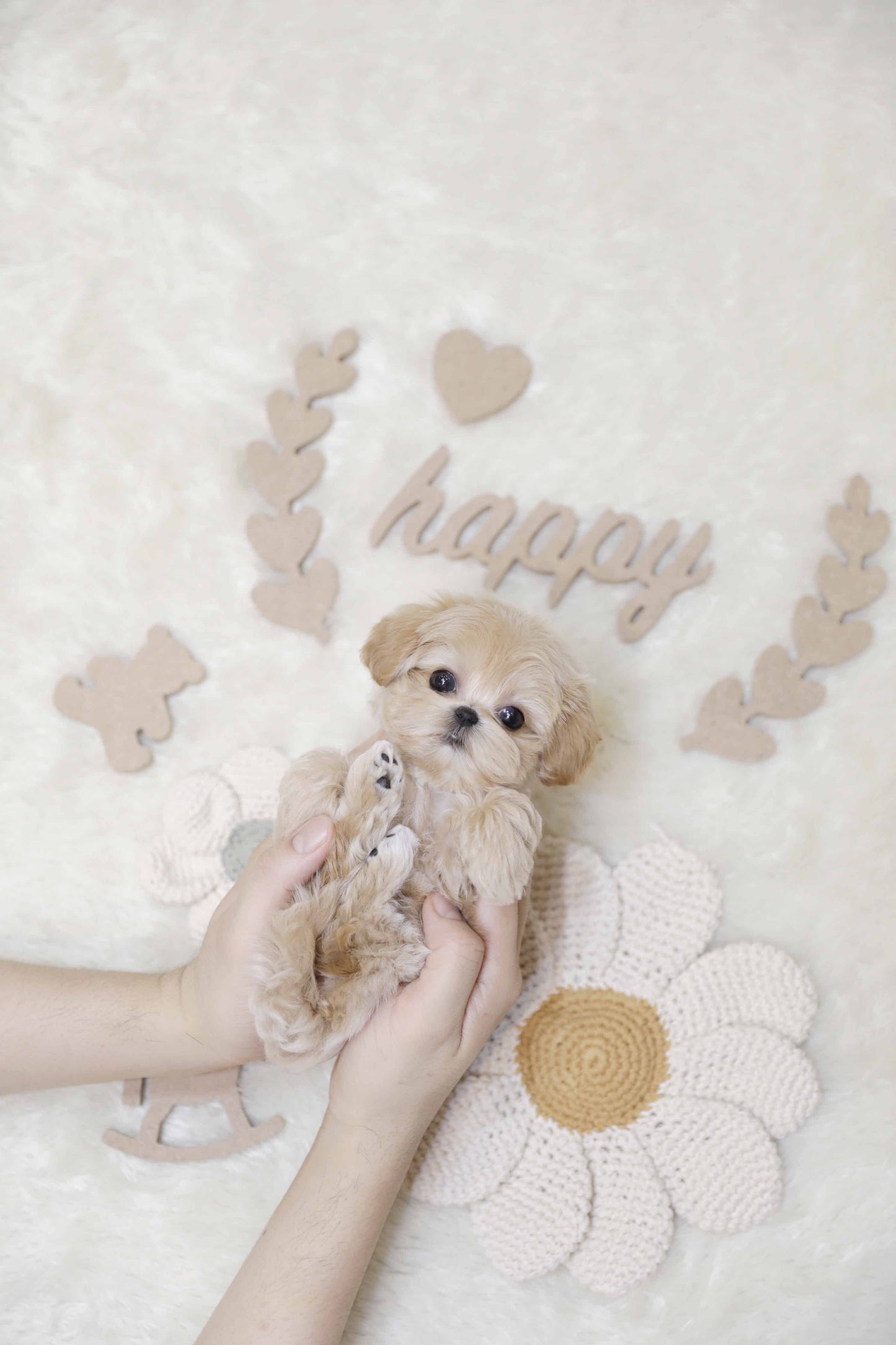 Mini Maltipoo-Toby (Singapore shipping fee included)