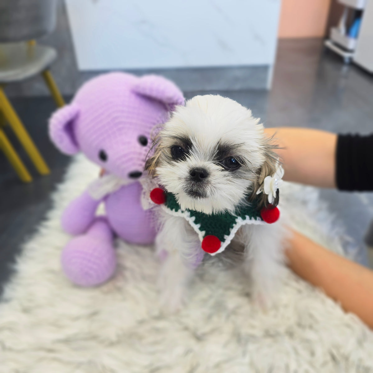 Maltetzu for sale-Leeds