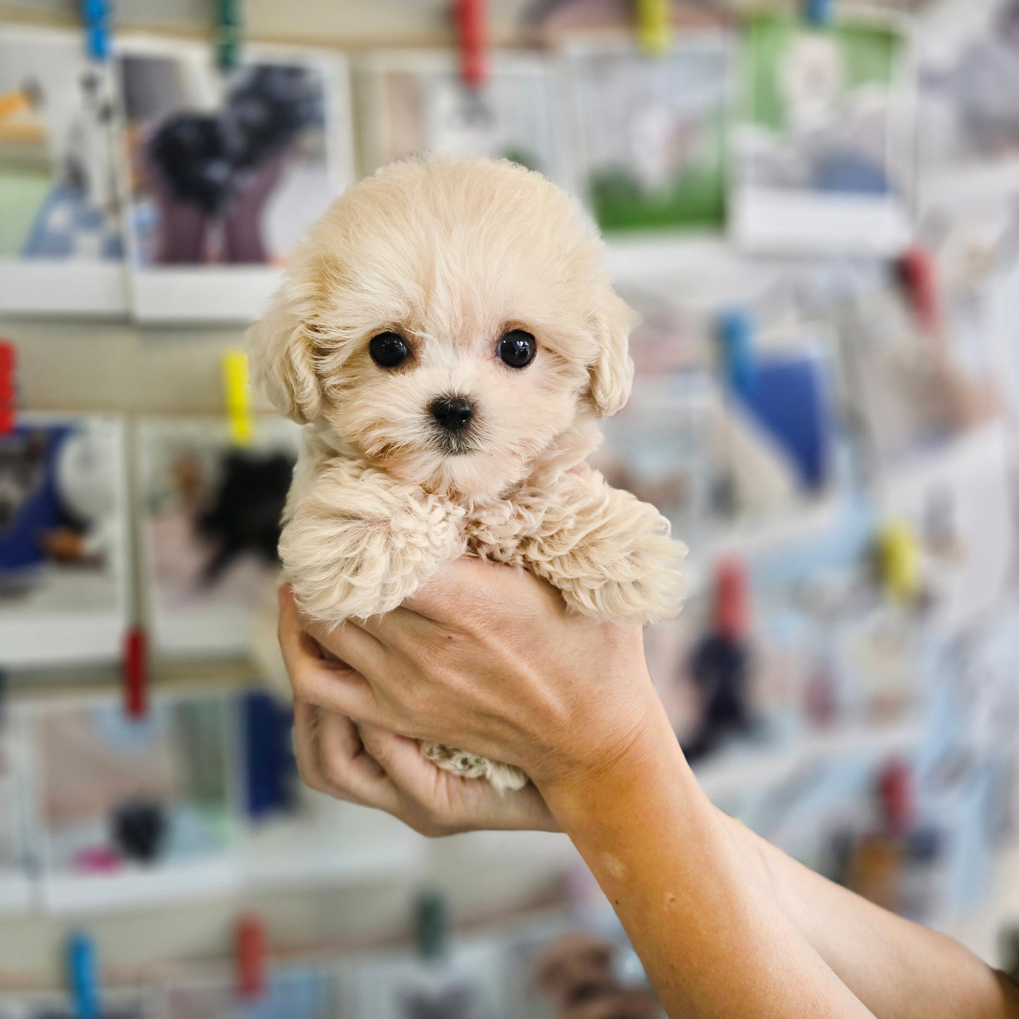 Mini Maltipoo- Sharon (Singapore shipping fee included)