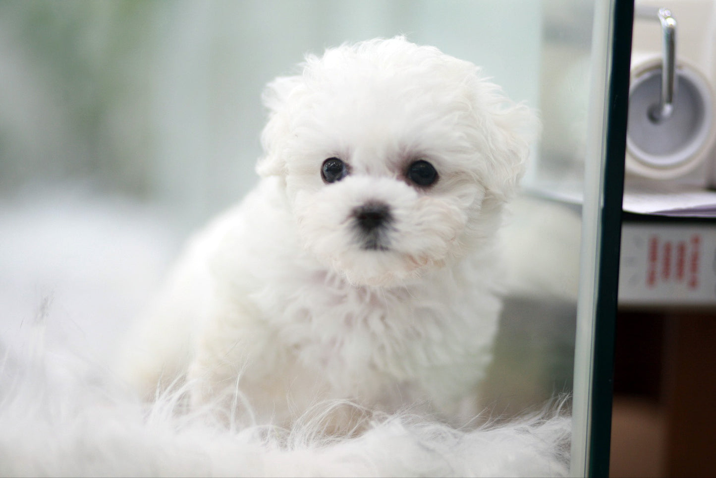 Bichon Frise for sale-Benji