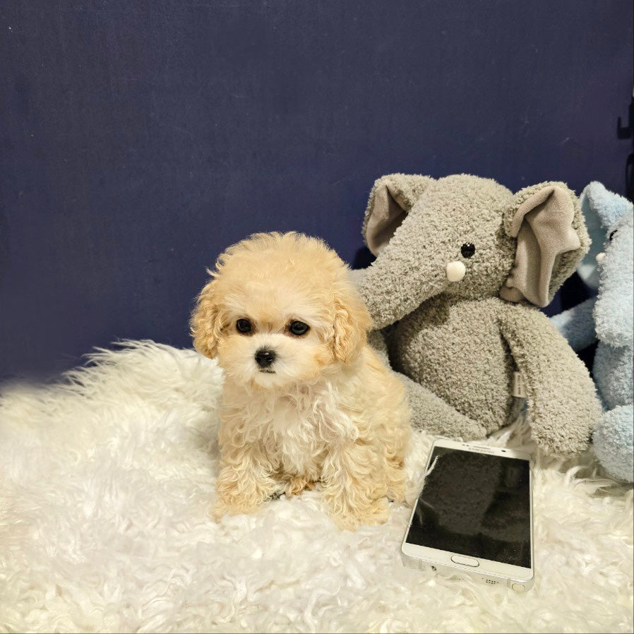 Toy poodle- Luna (Singapore shipping fee included)