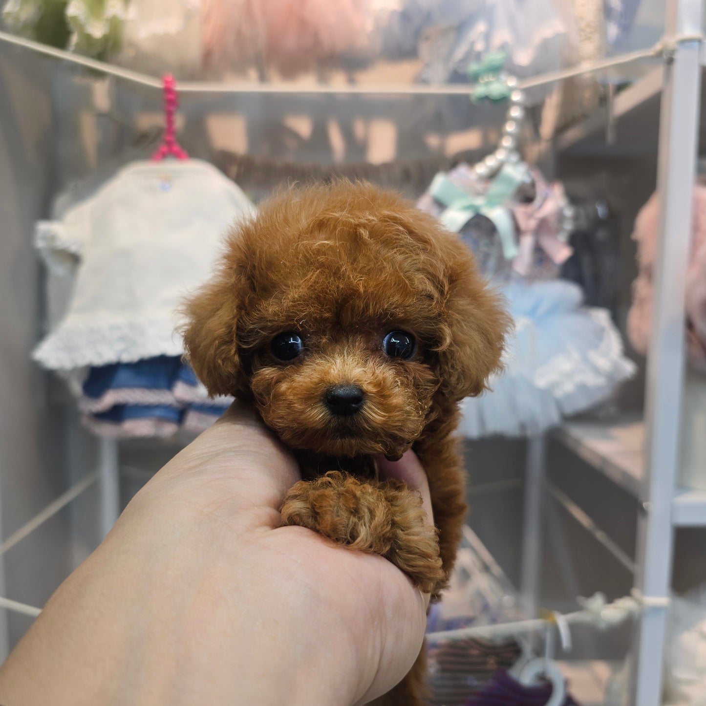 Toy poodle for sale-Michael