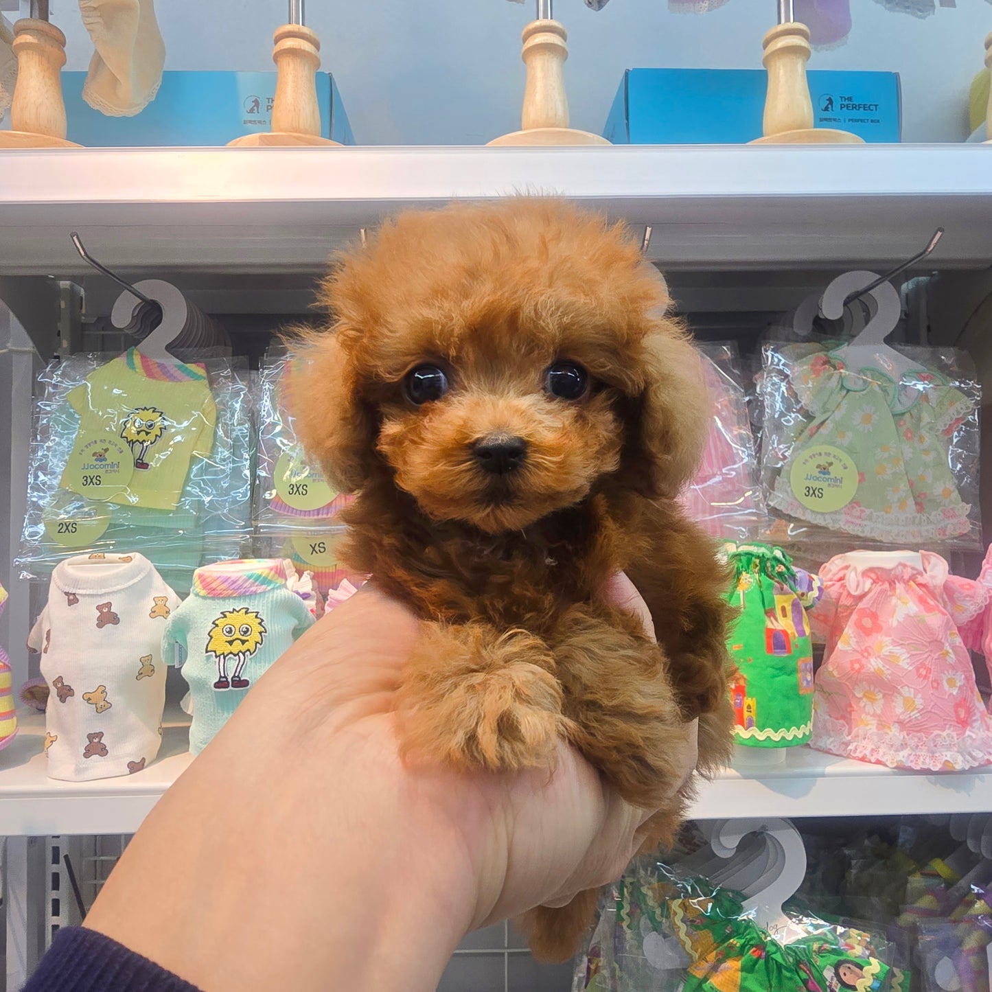 poodle for sale-Gamja